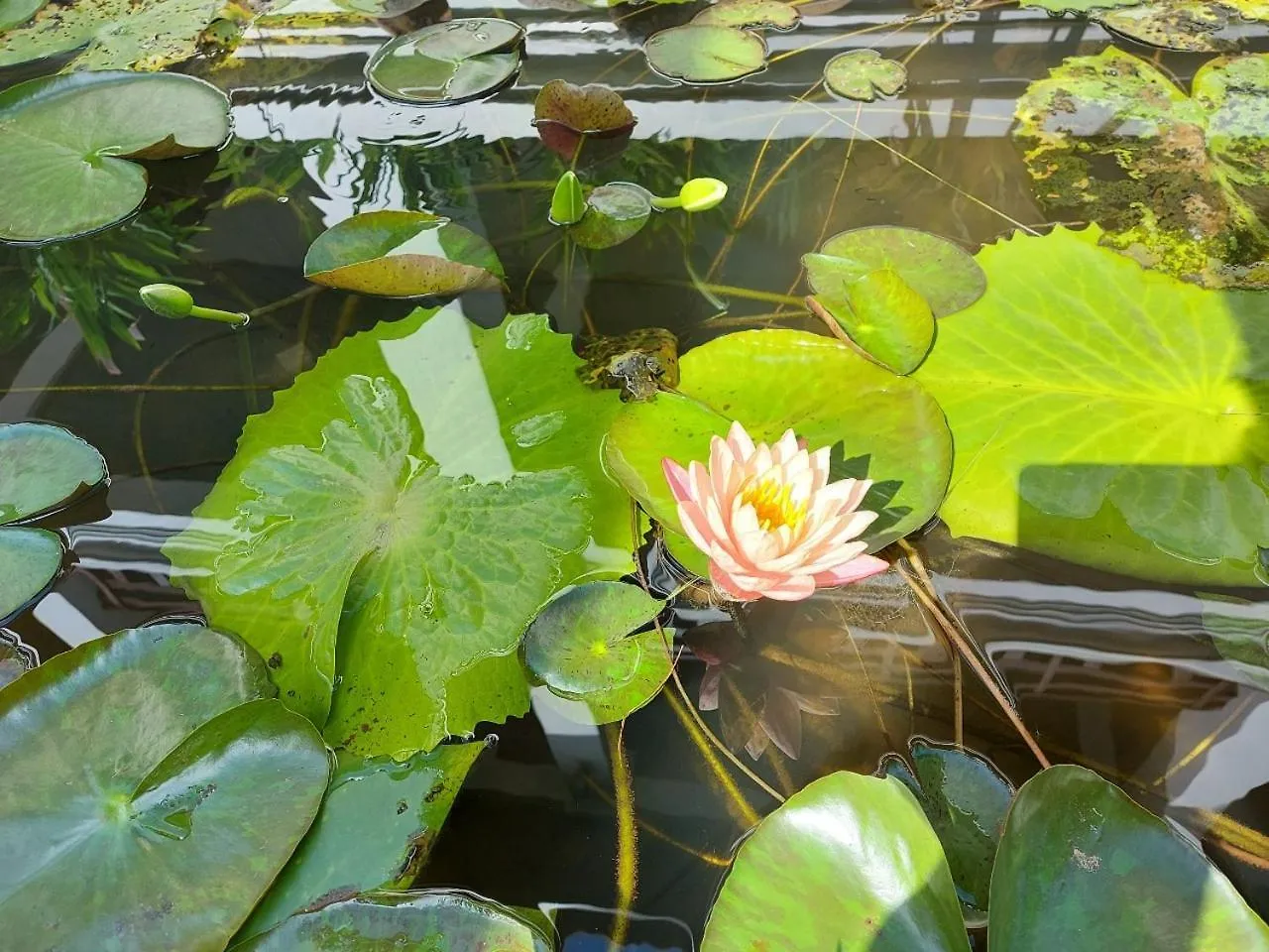 ****  Sunrise Garden House - Luang Prabang Hotel Laos